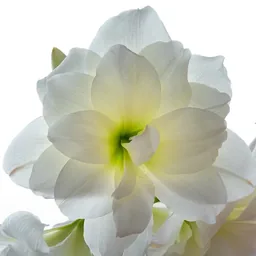 Amaryllis