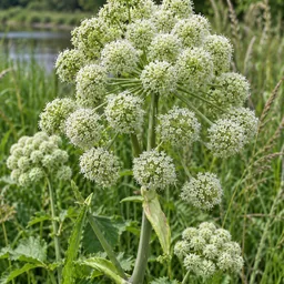 Angelica Seed