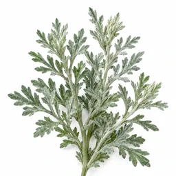 Artemisia
