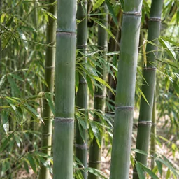 Bamboo