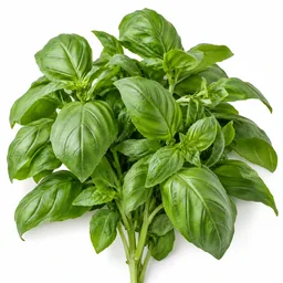Basil