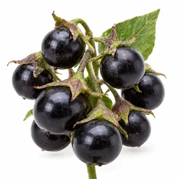 Belladonna