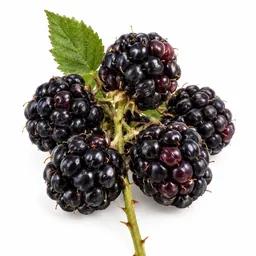 Dewberry