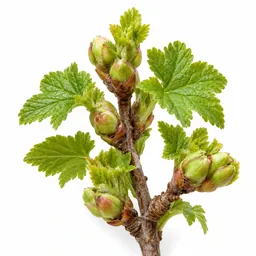 Blackcurrant Bud
