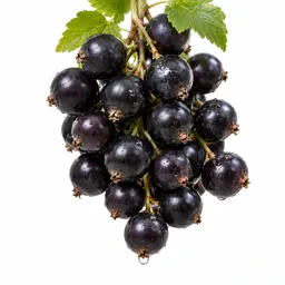 Blackcurrant