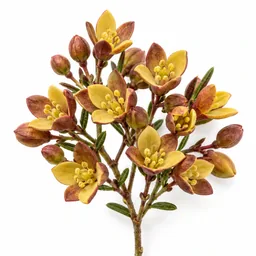 Boronia