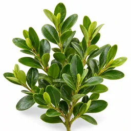 Boxwood