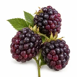 Boysenberry