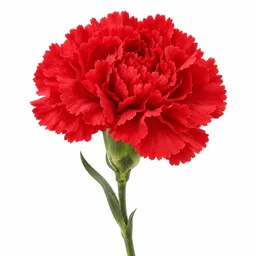 Carnation
