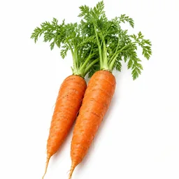 Carrot