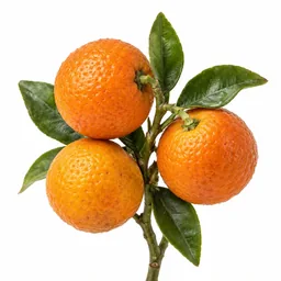 Chinotto