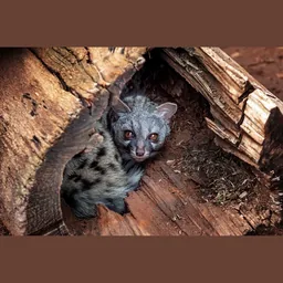 Civet
