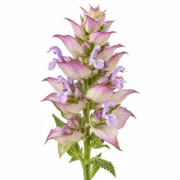 Clary Sage