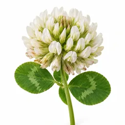 Clover