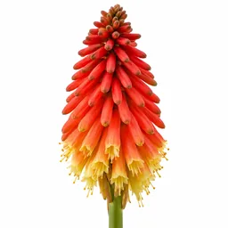 Coral Flower