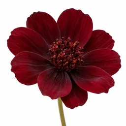 Cosmos