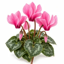 Cyclamen