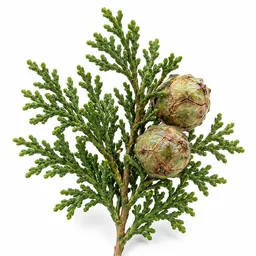 Cypress