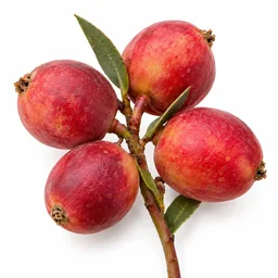 Desert Peach