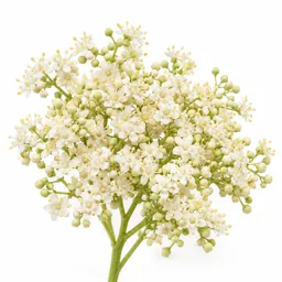 Elderflower