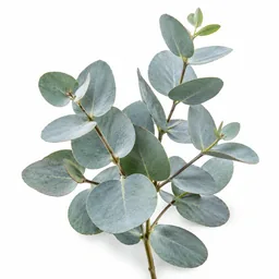 Eucalyptus