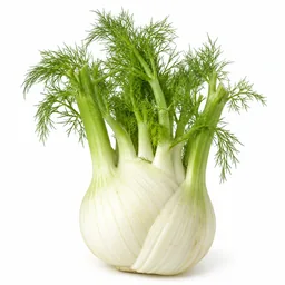 Fennel