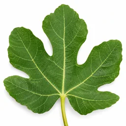 Fig Leaf