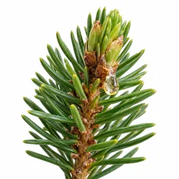 Balsam Fir