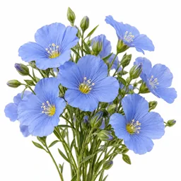 Flax