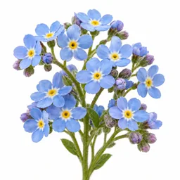 Forget-Me-Not