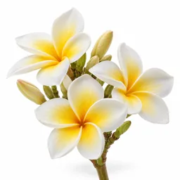 Frangipani