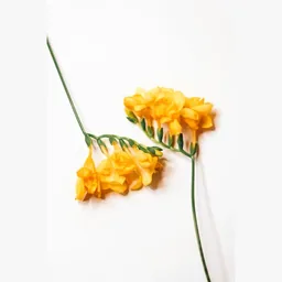 Freesia