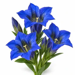Gentian