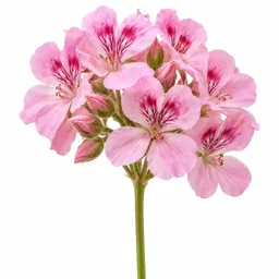 Geranium