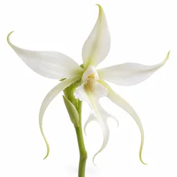Ghost Orchid