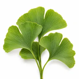 Ginkgo