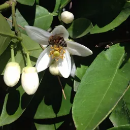 Grapefruit Blossom