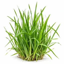Grass