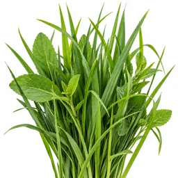 Green Notes