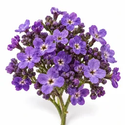 Heliotrope