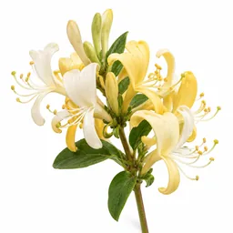 Honeysuckle