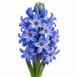 Hyacinth