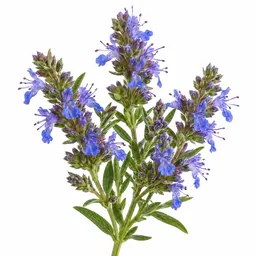 Hyssop