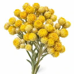 Immortelle