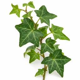 Ivy