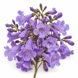 Jacaranda