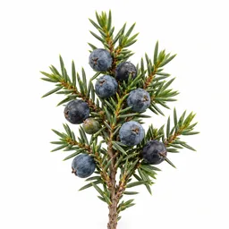 Juniper