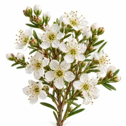 Kunzea