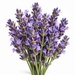 Lavandin