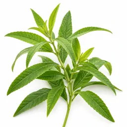 Lemon Verbena